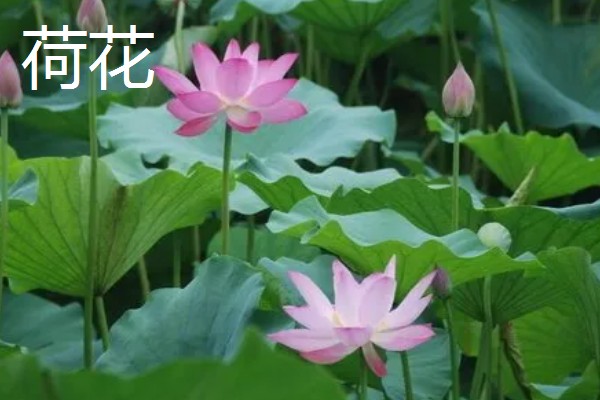 哪些花卉在夏季开放,常见荷花、茉莉花等品种