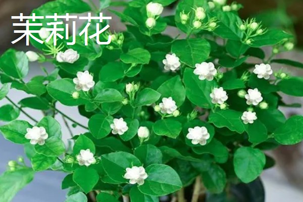 哪些花卉在夏季开放,常见荷花、茉莉花等品种