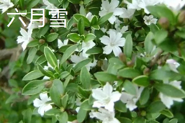 哪些花卉在夏季开放,常见荷花、茉莉花等品种