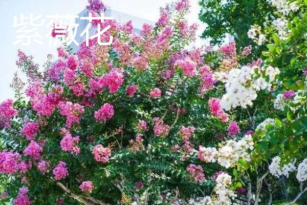 哪些花卉在夏季开放,常见荷花、茉莉花等品种