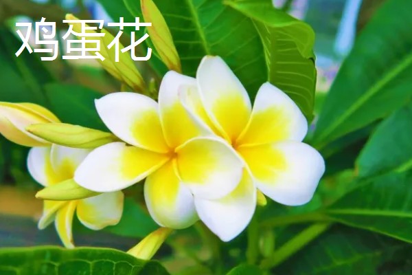 哪些花卉在夏季开放,常见荷花、茉莉花等品种