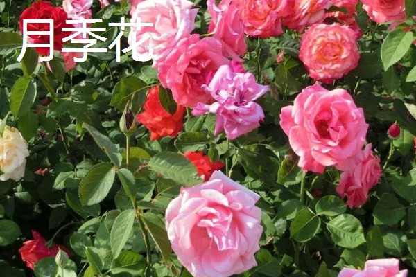 哪些花卉在夏季开放,常见荷花、茉莉花等品种