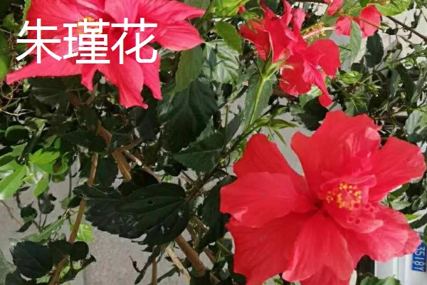 哪些花卉在夏季开放,常见荷花、茉莉花等品种