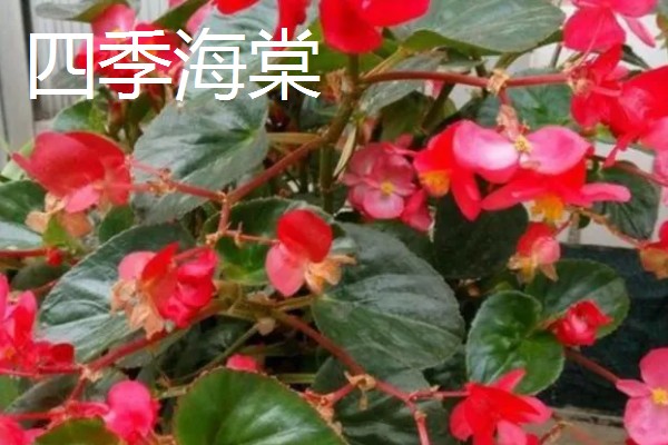 哪些花卉在夏季开放,常见荷花、茉莉花等品种