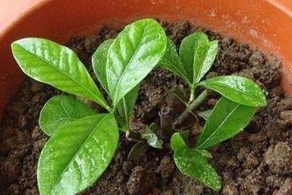 让栀子花幼苗快速生长的方法，适应环境后再慢慢接受阳光照射