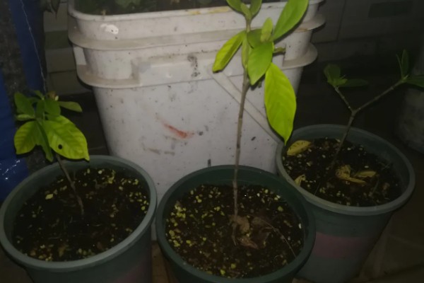 让栀子花幼苗快速生长的方法，适应环境后再慢慢接受阳光照射