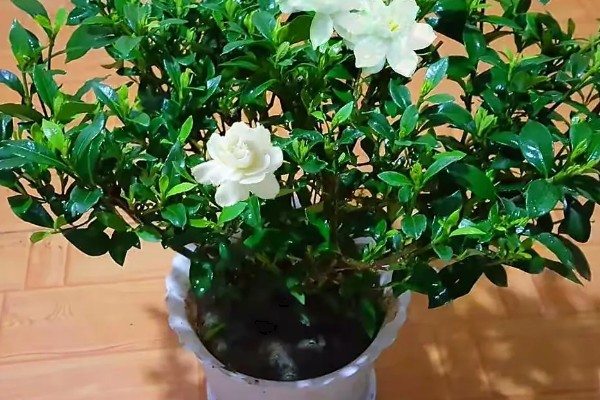 让栀子花幼苗快速生长的方法，适应环境后再慢慢接受阳光照射