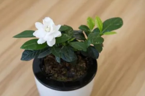 让栀子花幼苗快速生长的方法，适应环境后再慢慢接受阳光照射