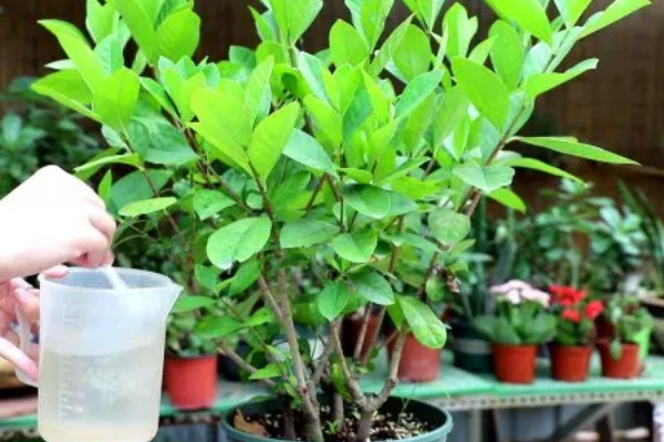 让栀子花幼苗快速生长的方法，适应环境后再慢慢接受阳光照射