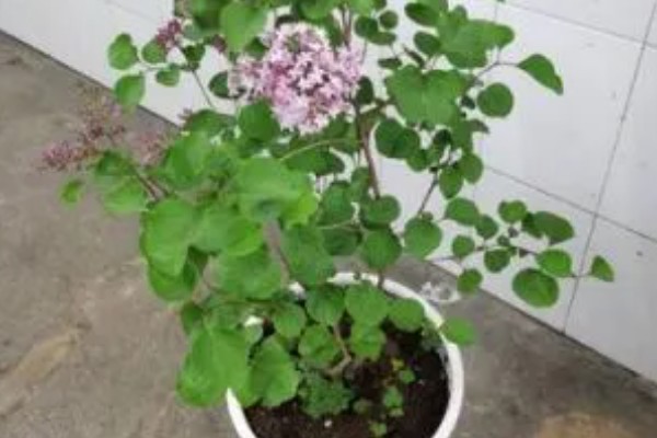 怎么养欧洲丁香花，幼树适合放在半阴环境下养护