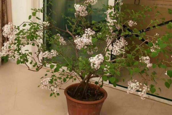 怎么养欧洲丁香花，幼树适合放在半阴环境下养护