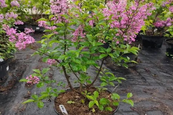 怎么养欧洲丁香花，幼树适合放在半阴环境下养护