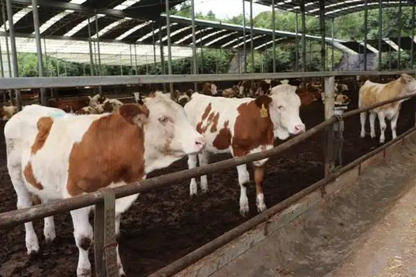 肉牛的快速育肥方法,去势可以提高育肥效果