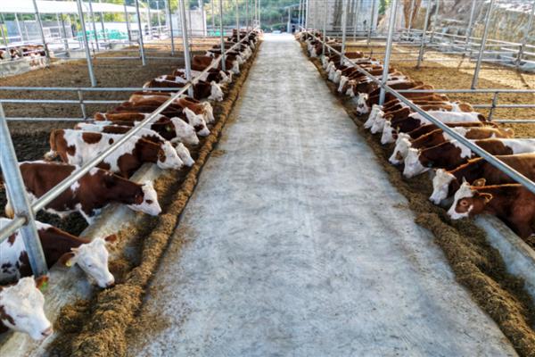 肉牛的快速育肥方法,去势可以提高育肥效果