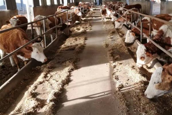肉牛的快速育肥方法,去势可以提高育肥效果