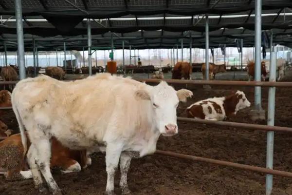 肉牛的快速育肥方法,去势可以提高育肥效果