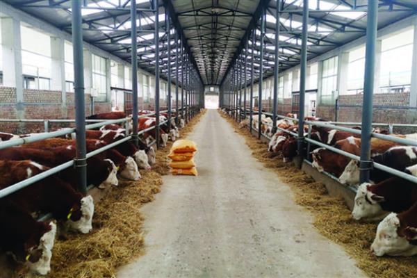 肉牛的快速育肥方法,去势可以提高育肥效果