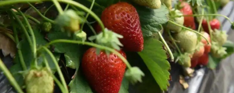 草莓的种植方法，幼苗长势稳定后及时浇水追施肥料