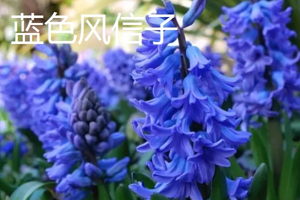 风信子的花语，蓝色风信子象征着生命、恒心、贞操