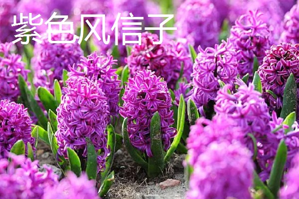 风信子的花语，蓝色风信子象征着生命、恒心、贞操