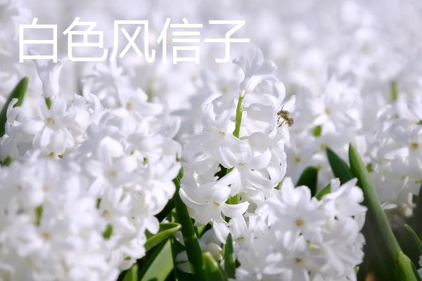 风信子的花语，蓝色风信子象征着生命、恒心、贞操