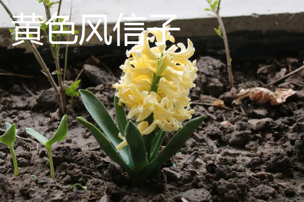风信子的花语，蓝色风信子象征着生命、恒心、贞操