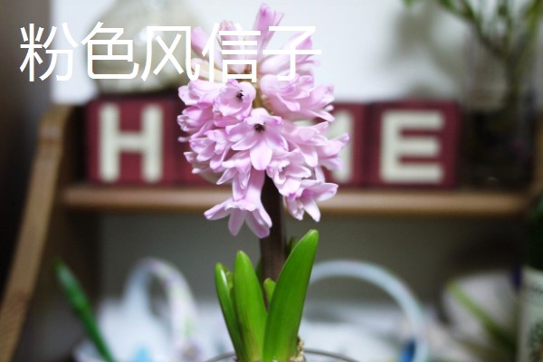 风信子的花语，蓝色风信子象征着生命、恒心、贞操