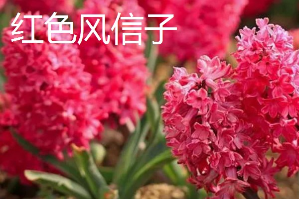 风信子的花语，蓝色风信子象征着生命、恒心、贞操