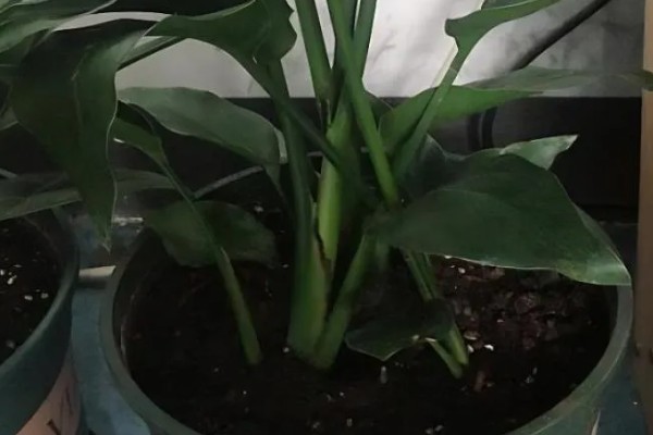 天堂鸟怎么养，生长过程中需要充足的光照