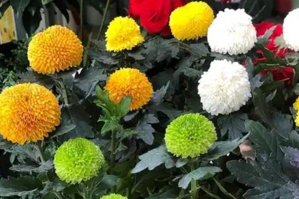 乒乓菊简介，原产于日本