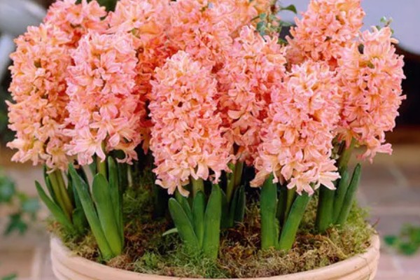 风信子的花语，蓝色风信子象征着生命、恒心、贞操