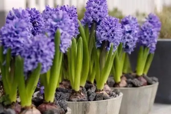 风信子的花语，蓝色风信子象征着生命、恒心、贞操