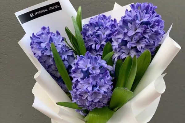 风信子的花语，蓝色风信子象征着生命、恒心、贞操