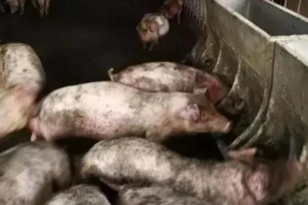 非洲猪瘟会传染人吗,不会传染给人类