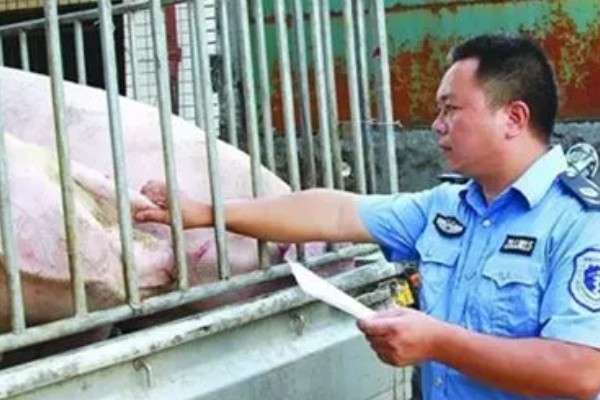 非洲猪瘟会传染人吗,不会传染给人类