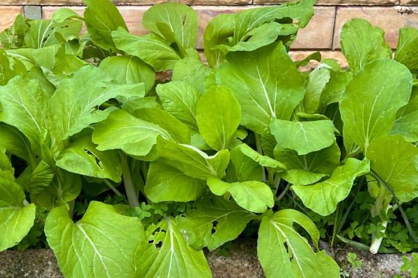 绿叶菜是指什么蔬菜,主要包含菠菜、莴苣等