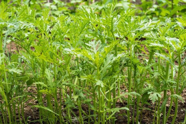 绿叶菜是指什么蔬菜,主要包含菠菜、莴苣等