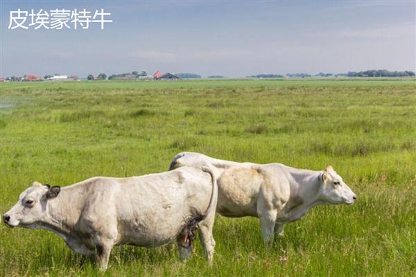 牛有什么特征,体质强壮会反刍