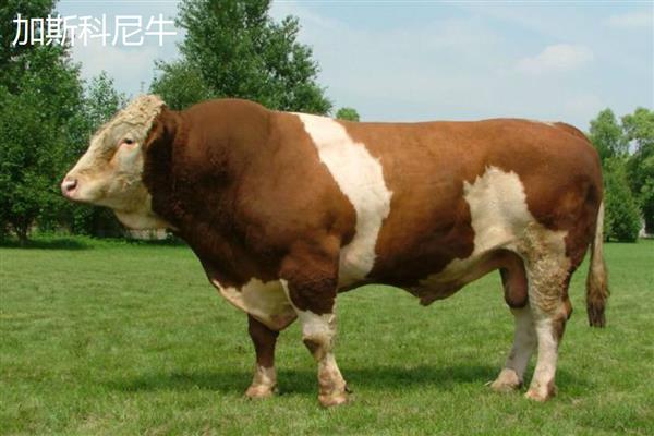 牛有什么特征,体质强壮会反刍
