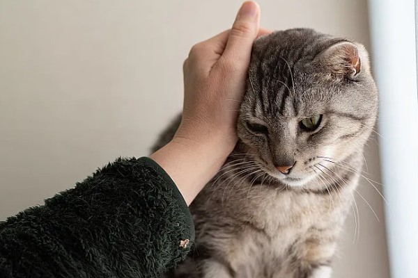 猫被吓到的表现,表现为紧张害怕、不肯吃食等