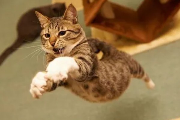 猫被吓到的表现,表现为紧张害怕、不肯吃食等