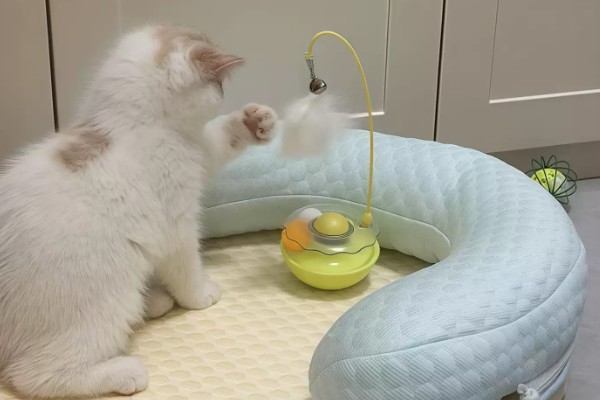 猫被吓到的表现,表现为紧张害怕、不肯吃食等