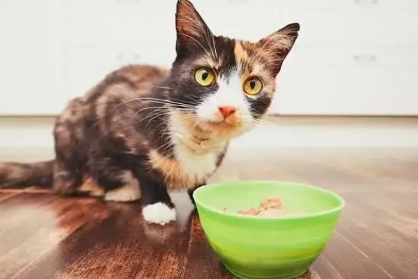 猫被吓到的表现,表现为紧张害怕、不肯吃食等