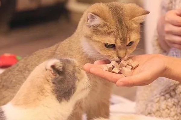 猫被吓到的表现,表现为紧张害怕、不肯吃食等