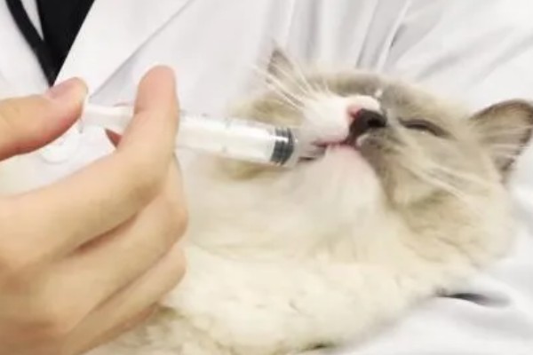 猫被吓到的表现,表现为紧张害怕、不肯吃食等