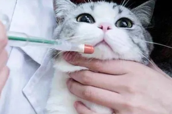 猫被吓到的表现,表现为紧张害怕、不肯吃食等