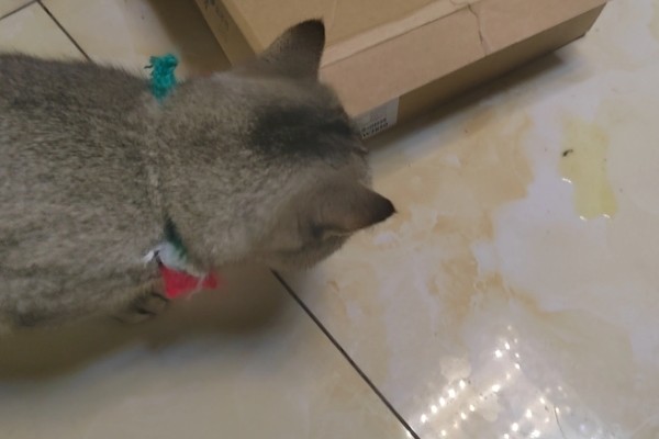 猫被吓到的表现,表现为紧张害怕、不肯吃食等