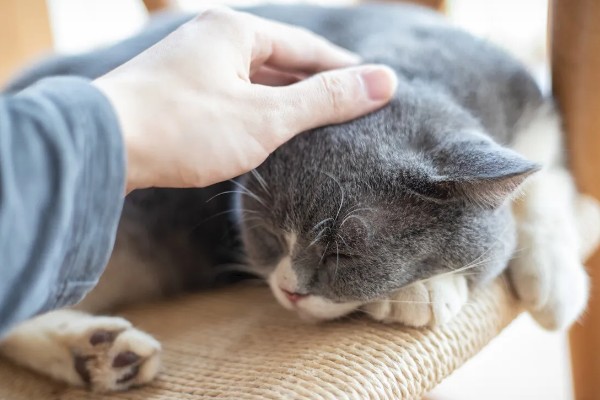 猫被吓到的表现,表现为紧张害怕、不肯吃食等