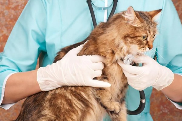 猫被吓到的表现,表现为紧张害怕、不肯吃食等