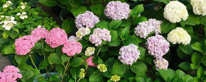 为什么绣球花不开花，可能是修剪不当所致